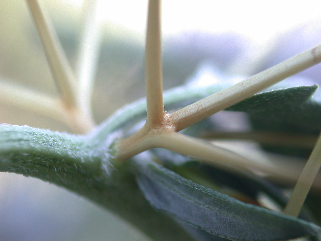 Aculei ... di ? Xanthium spinosum (quiz)